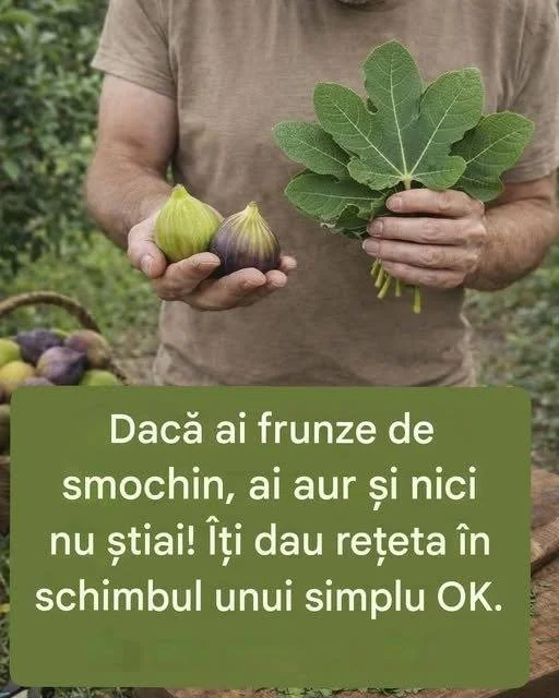 Frunze de smochin utilizate în rețete delicioase și sănătoase