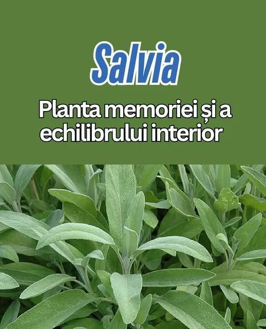 Ceai de salvie în ceașcă, ideal pentru sănătate și relaxare