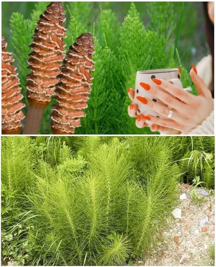 Planta coada calului pentru detoxifierea organismului și eliminarea pietrelor la rinichi.