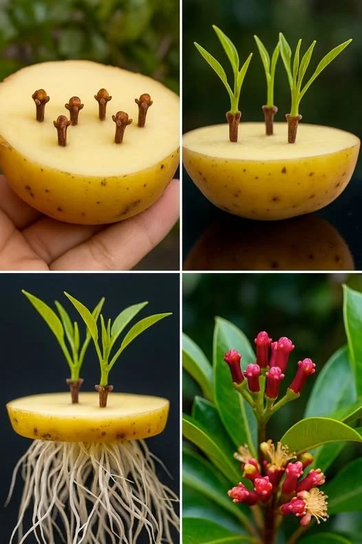 Plante aromatice cultivate acasă din semințe minuscule la cuișoare.