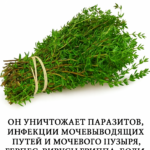 Oregano: Beneficiile și utilizările acestei plante medicinale cf-featured-110