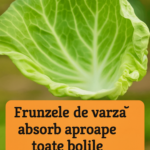 Frunzele de Varză: Remediul Natural pentru Diverse Afecțiuni cf-featured-121