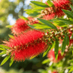 Beneficiile și utilizările plantei Melaleuca citrina: Ghid complet cf-featured-150
