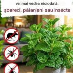 8 plante naturale care alungă șoarecii, păianjenii și alte insecte cf-featured-189