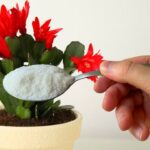 Soluție nutritivă pentru plante sănătoase: Ghid complet de preparare cf-featured-303