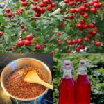 Siropul de păducel: Remediul natural pentru sănătatea inimii tale cf-featured-319