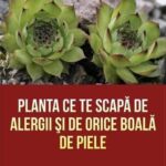 Urechelnița: Planta cu Proprietăți Terapeutice și Estetice pentru Grădina Ta cf-featured-359
