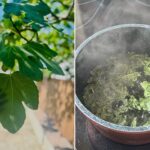 Ce trebuie să știți despre ceaiul din frunze de smochin: beneficii și mod de preparare cf-featured-435