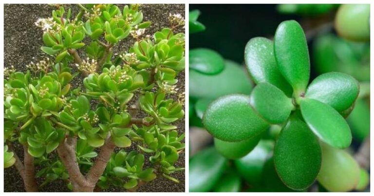 Îngrijirea Arborelui Banilor: Sfaturi esențiale pentru o plantă sănătoasă și frumoasă