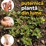 Beneficiile Iarbei Grase: O Plante Uimitoare pe Care Nu Trebuie Să o Ignori cf-featured-454
