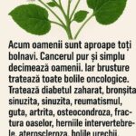 Rădăcina de Brusture: Remediul Natural pentru Sănătate cf-featured-476