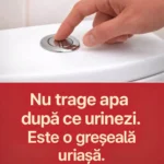 Economisirea apei la toaletă: Ghid practic pentru utilizare responsabilă cf-featured-55