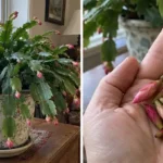 Cum să îngrijiți un cactus de Crăciun în octombrie pentru a obține flori frumoase cf-featured-59