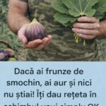 Beneficiile frunzelor de smochin: Rețetă de ceai concentrat și utilizări tradiționale cf-featured-60