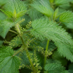Rădăcina de urzică: Remediul natural pentru simptomele prostatei mărite cf-featured-63