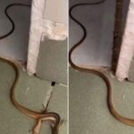 Ce să faci când un șarpe apare în casa ta: Ghid complet de reacție și prevenție cf-featured-70